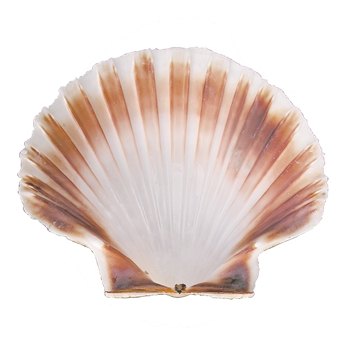 oesterschelp natuur