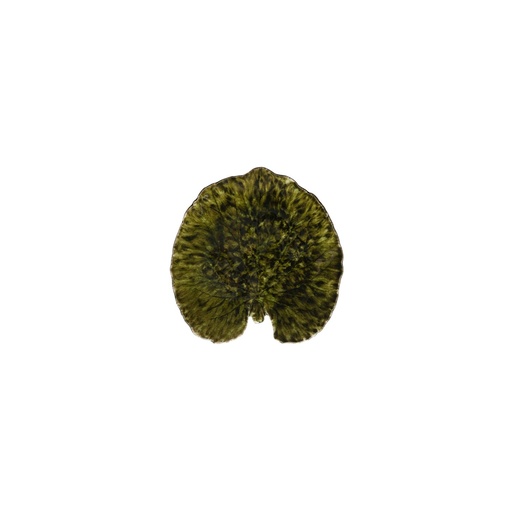 Costa Nova - Blad vrouwenmantel Riviera forêts (18 cm, 6 stuks)