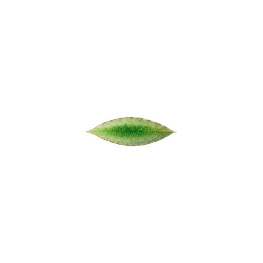 Costa Nova - Blad laurier Riviera tomate (18 cm, 6 stuks)